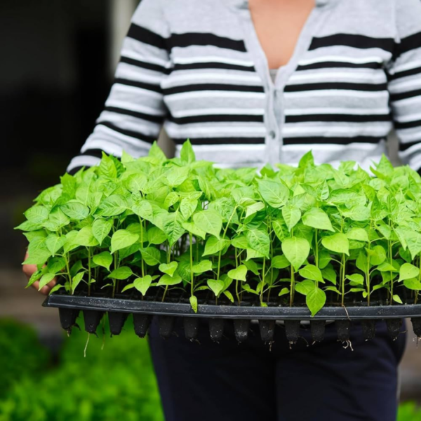 128 cells Seedling Tray - Image 2