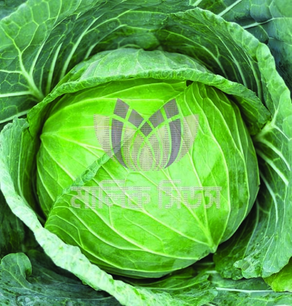 Atlas70 Hybrid (F1) Cabbage Seed 10gm-এটলাস ৭০ বাঁধাকপি - Image 2