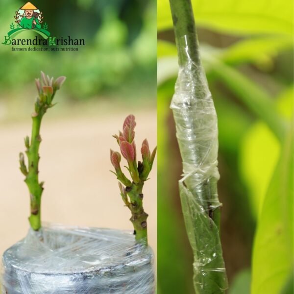 Grafting Tape - 1Pcs - Image 2