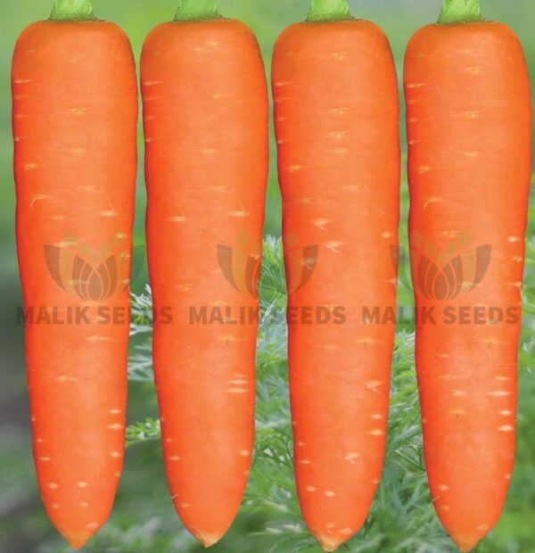 Orange Smile Hybrid (F1) Carrot Seed 50gm-অরেঞ্জ স্মাইল গাজর - Image 2