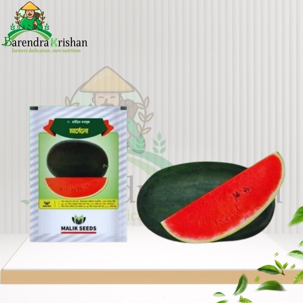 Marcelo (F1) Watermelon 10gm - মার্সেলো