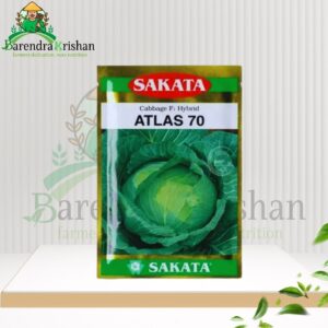 Atlas70 Hybrid (F1) Cabbage Seed 10gm-এটলাস ৭০ বাঁধাকপি