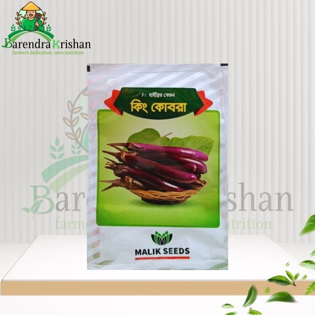 King Kobra Hybrid (F1) Brinjal Seed 05gm-কিং কোবরা বেগুন