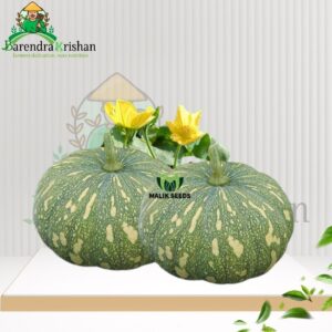 Rongila Hybrid (F1) Pumpkin Seed 10gm-মিষ্টি কুমড়া রঙ্গিলা