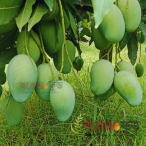 Amrapali Mango (20kg) আম্রপালি