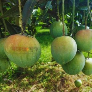 Bari-4 Mango (20kg) বারি-৪