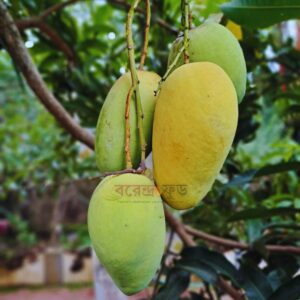 Katimon Mango (12kg) কাটিমন