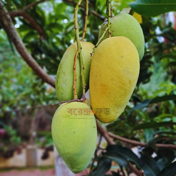 Katimon Mango (12kg) কাটিমন