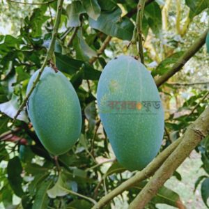 Nak-Fazli Mango (20kg) নাক-ফজলি