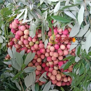 China-3 Lychee (100pcs) চায়না-থ্রি